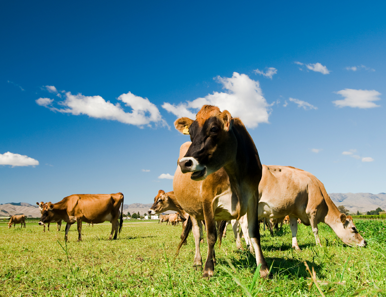 Dairy cows in a pasture